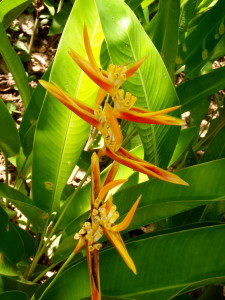 Heliconia Flowers in Costa Rica